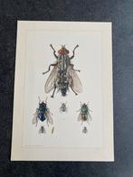 10 prenten insekten soorten vliegen 19x27 samen 12,50 euro, Antiek en Kunst, Antiek | Schoolplaten, Ophalen of Verzenden, Natuur en Biologie