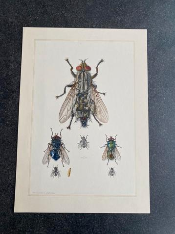 10 prenten insekten soorten 16,5x24 cm vliegen samen 15 euro beschikbaar voor biedingen