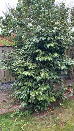 Camellia japanse roos grote struik, Tuin en Terras, Planten | Struiken en Hagen, Ophalen, Overige soorten, Struik, 100 tot 250 cm