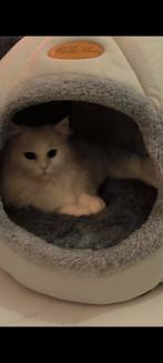 Witte poes., Dieren en Toebehoren, Katten en Kittens | Raskatten | Langhaar, Kater