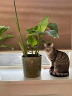 Pablo zoekt een nieuw huisje!, Dieren en Toebehoren, Katten en Kittens | Overige Katten, Kater, Kortharig, 0 tot 2 jaar