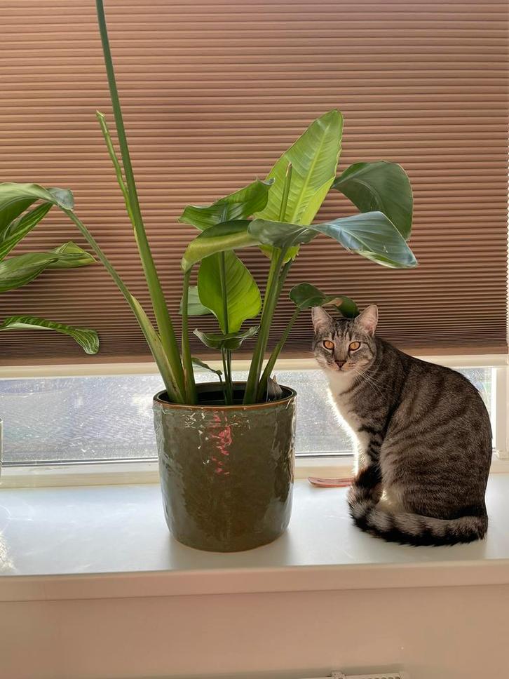 Pablo zoekt een nieuw huisje!, Dieren en Toebehoren, Katten en Kittens | Overige Katten, Kortharig, Kater, 0 tot 2 jaar