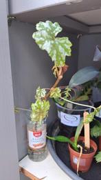 Begonia, Ophalen, Overige soorten, Minder dan 100 cm
