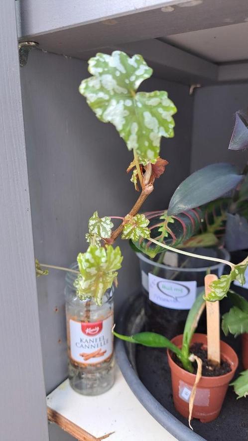 Begonia, Huis en Inrichting, Kamerplanten, Overige soorten, Minder dan 100 cm, Ophalen