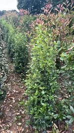 Viburnum tinus tuscan dream Rijk bloeiend wintergroene plant, Ophalen, Laurier