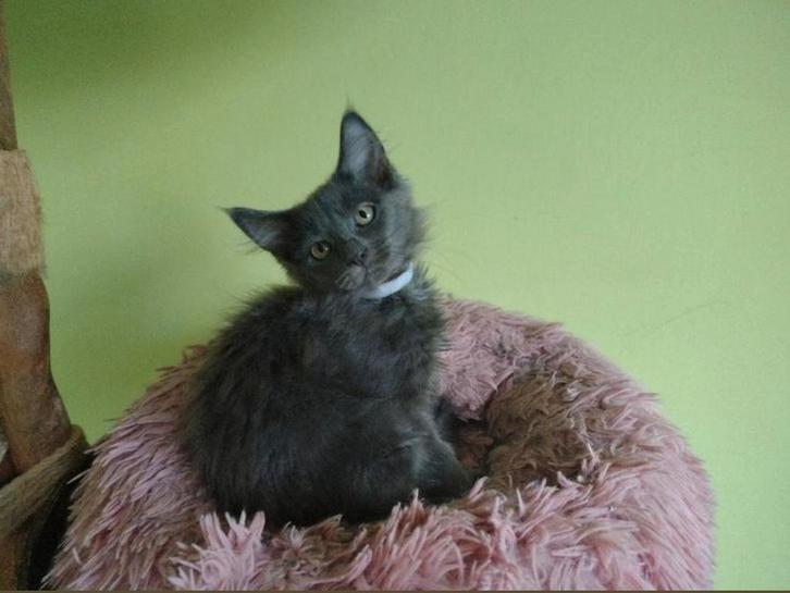 Maine Coon kittens met stamboom, Dieren en Toebehoren, Katten en Kittens | Overige Katten, Langharig, Meerdere dieren, 0 tot 2 jaar