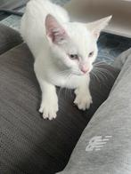 Half brits-korthaar half europees-korthaar kitten, Dieren en Toebehoren, Katten en Kittens | Raskatten | Korthaar, Kater, Ingeënt