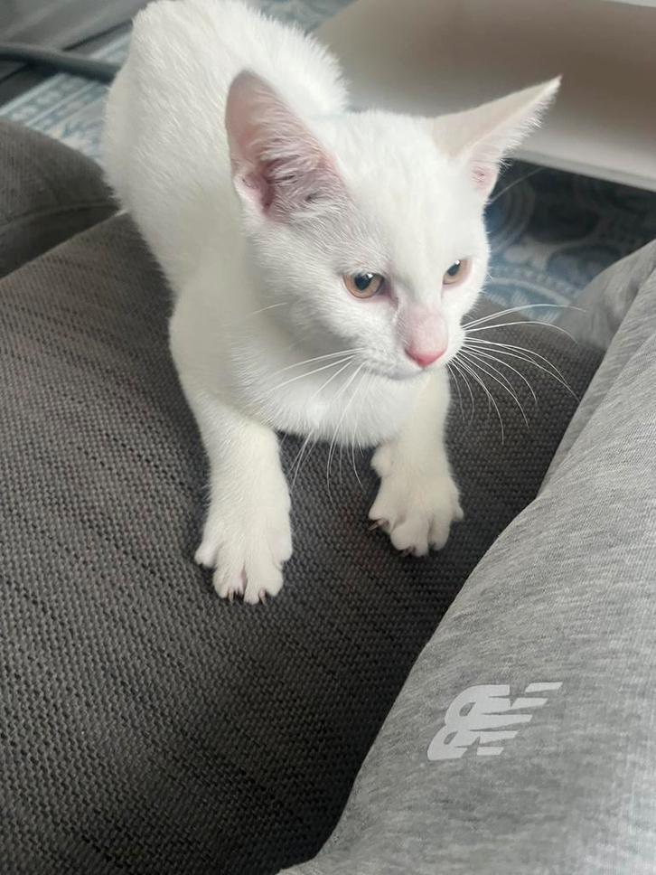 Half brits-korthaar half europees-korthaar kitten, Dieren en Toebehoren, Katten en Kittens | Raskatten | Korthaar, Kater, Ingeënt