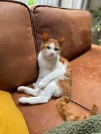 Nieuw huis/baasje gezocht voor kat, Dieren en Toebehoren, Kater, Gechipt, 6 jaar of ouder