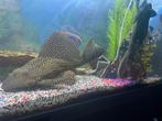 Sailfin Pleco (Pterygoplichthys gibbiceps) – L165 / L083, Dieren en Toebehoren, Vis
