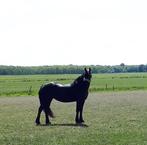 Prachtige Friese merrie met stamboek, Sape381xGianne, Dieren en Toebehoren, Paarden, Recreatiepaard, M, 11 jaar of ouder, Merrie