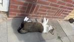 Lieve poes zoekt goed huisje, Dieren en Toebehoren, Katten en Kittens | Overige Katten, Poes, Kortharig, 3 tot 5 jaar