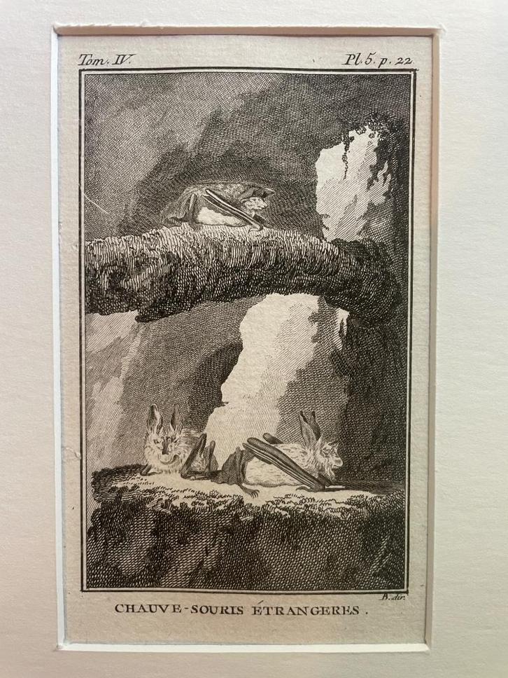 La Chauve souris etrangeres Vleermuis Buffon 1770, Antiek en Kunst, Kunst | Etsen en Gravures, Ophalen of Verzenden