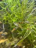 Endler gup mix, Dieren en Toebehoren, Vis