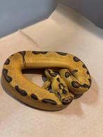 Nakweek 25 python regius, Dieren en Toebehoren, Reptielen en Amfibieën, Slang, Tam, 0 tot 2 jaar