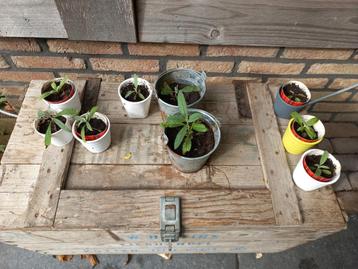 Vlinderstruik Zaailingen - Verrassingskleur! beschikbaar voor biedingen