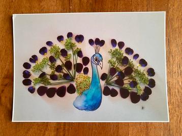 Pauw - Van Schie Tekent en Tekst beschikbaar voor biedingen