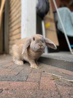 Hangoor konijnen, Dieren en Toebehoren, Konijnen, Mannelijk, Hangoor