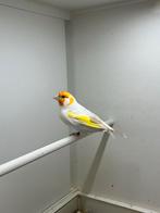 Majoor putter, Dieren en Toebehoren, Vogels | Overige Vogels, Vrouwelijk, Wildzangvogel