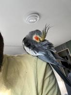 Valkparkiet, Mannelijk, Parkiet, Geringd