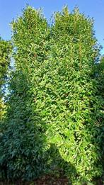 Portugese Laurier van wel 4 meter, Ophalen of Verzenden, Laurier, Struik, 250 cm of meer