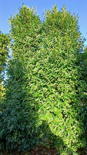 Portugese Laurier van wel 4 meter beschikbaar voor biedingen