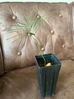 Cycas taitungensis zaailing, Overige soorten, Volle zon, Vaste plant, Ophalen of Verzenden