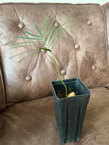 Cycas taitungensis zaailing beschikbaar voor biedingen