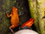 Oophaga Pumilio almirante, Amfibie, 0 tot 2 jaar