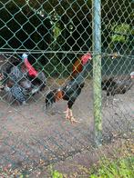 Shamo koppel te koop, Meerdere dieren, Eend