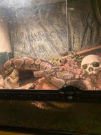 Mooie balpython, Slang, 3 tot 6 jaar