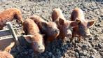 Tamworth x duroc varkens, Dieren en Toebehoren, Schapen, Geiten en Varkens, Meerdere dieren, Varken, 0 tot 2 jaar