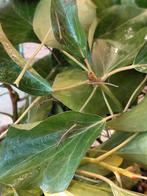 Wandelende takken, gratis, Dieren en Toebehoren, Insecten en Spinnen, Wandelende tak