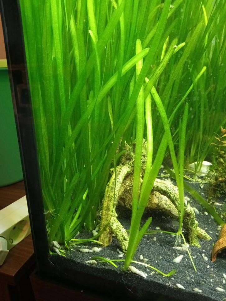 Vallisneria spiralis | verzending mogelijk*, Dieren en Toebehoren, Vissen | Aquaria en Toebehoren, Plant(en), Steen of Hout, Ophalen of Verzenden