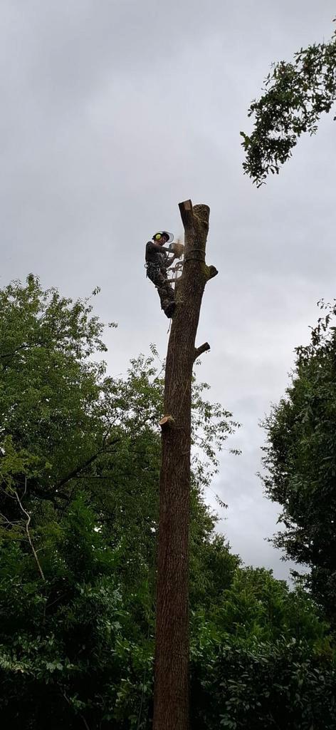 Boomverzorging  snoeien, kappen, boomonderhoud., Tuin en Terras, Planten | Bomen, Overige soorten, Volle zon, Ophalen of Verzenden