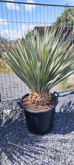 Dasilirium wheelerii XL, Tuin en Terras, Ophalen, Zomer, Overige soorten, Volle zon