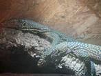 Varanus doreanus, Dieren en Toebehoren, Reptielen en Amfibieën, Overige soorten, 0 tot 2 jaar