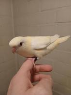 Handtamme catharina parkieten 2025 Limburg België, Dieren en Toebehoren, Vogels | Parkieten en Papegaaien, Geslacht onbekend, Parkiet