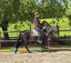Recreatiepony D-Pony en Hengstveulen van Mindset, Dieren en Toebehoren, Paarden, Merrie, Minder dan 160 cm, Gechipt, Niet van toepassing