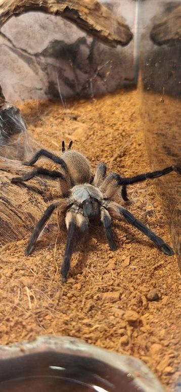 Monocentropus balfouri met ingericht terrarium beschikbaar voor biedingen