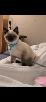 Prachtige Ragdoll kittens te koop., Dieren en Toebehoren, Katten en Kittens | Raskatten | Langhaar, Meerdere dieren, Ontwormd