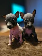 American Hairless terrier pups, Overige rassen, CDV (hondenziekte), 8 tot 15 weken, Meerdere dieren