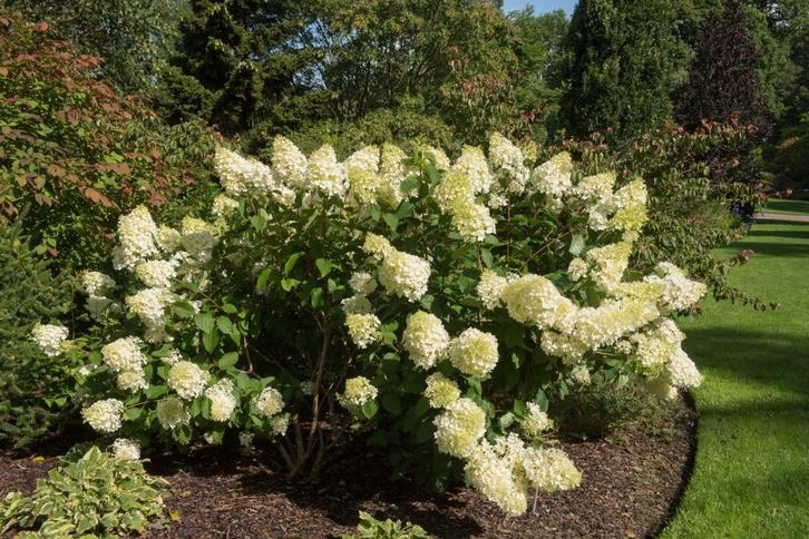 Pluim hortensia’s - Hydrangea paniculata, Tuin en Terras, Planten | Struiken en Hagen, Hortensia, Minder dan 100 cm, Ophalen of Verzenden