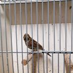 Rietgors man, Dieren en Toebehoren, Vogels | Kanaries, Mannelijk, Kleurkanarie