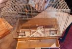 Vogel kooi, Dieren en Toebehoren, Ophalen, Zo goed als nieuw, Metaal, Vogelkooi