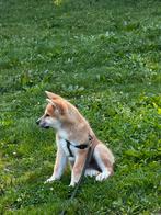 Japanse Akita puppy, Dieren en Toebehoren, Particulier, Buitenland, Eén hond, Reu