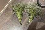 2 decoratie gras planten, Ophalen, Halfschaduw, Minder dan 100 cm