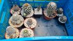 COPIAPOA CACTUSSEN OPRUIMING PLANTEN MOOIE, Huis en Inrichting, Kamerplanten, Ophalen of Verzenden, Cactus, Halfschaduw, Minder dan 100 cm