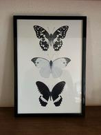 Vlinder Print in fotolijst, Ophalen of Verzenden, Zo goed als nieuw