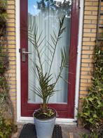 Palmboom    Dadelpalm, Ophalen, Volle zon, Palmboom, 100 tot 250 cm